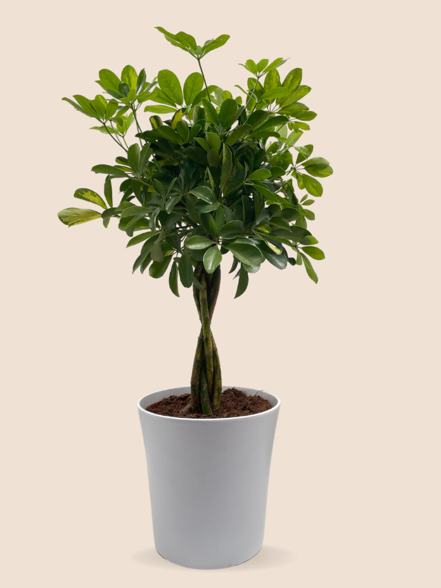 Umbrella Tree Pot DIABOLOS 【公式通販】