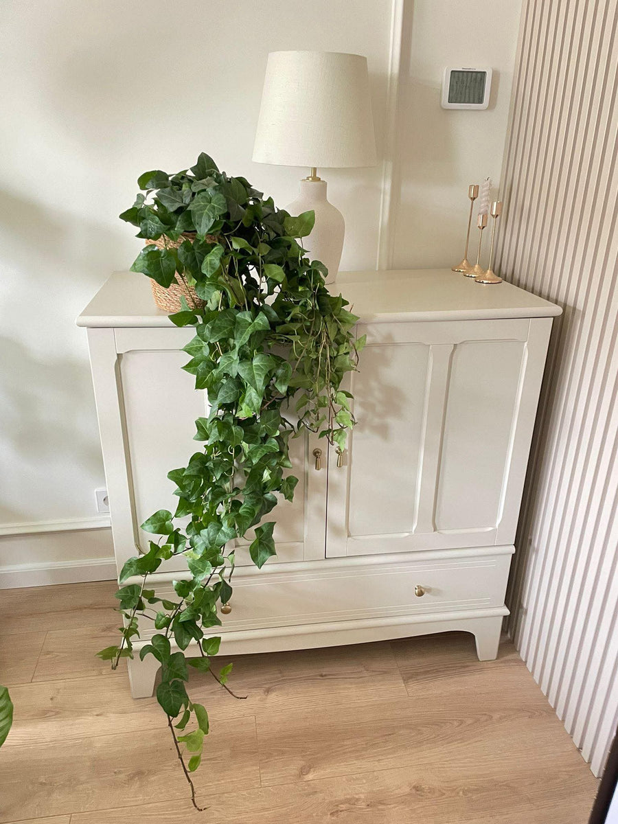 HEDERA MEIN HERZ