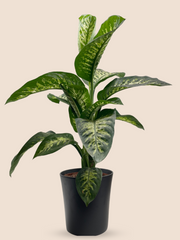80CM AND Ø21CM / BLACK CERAMIC POT
