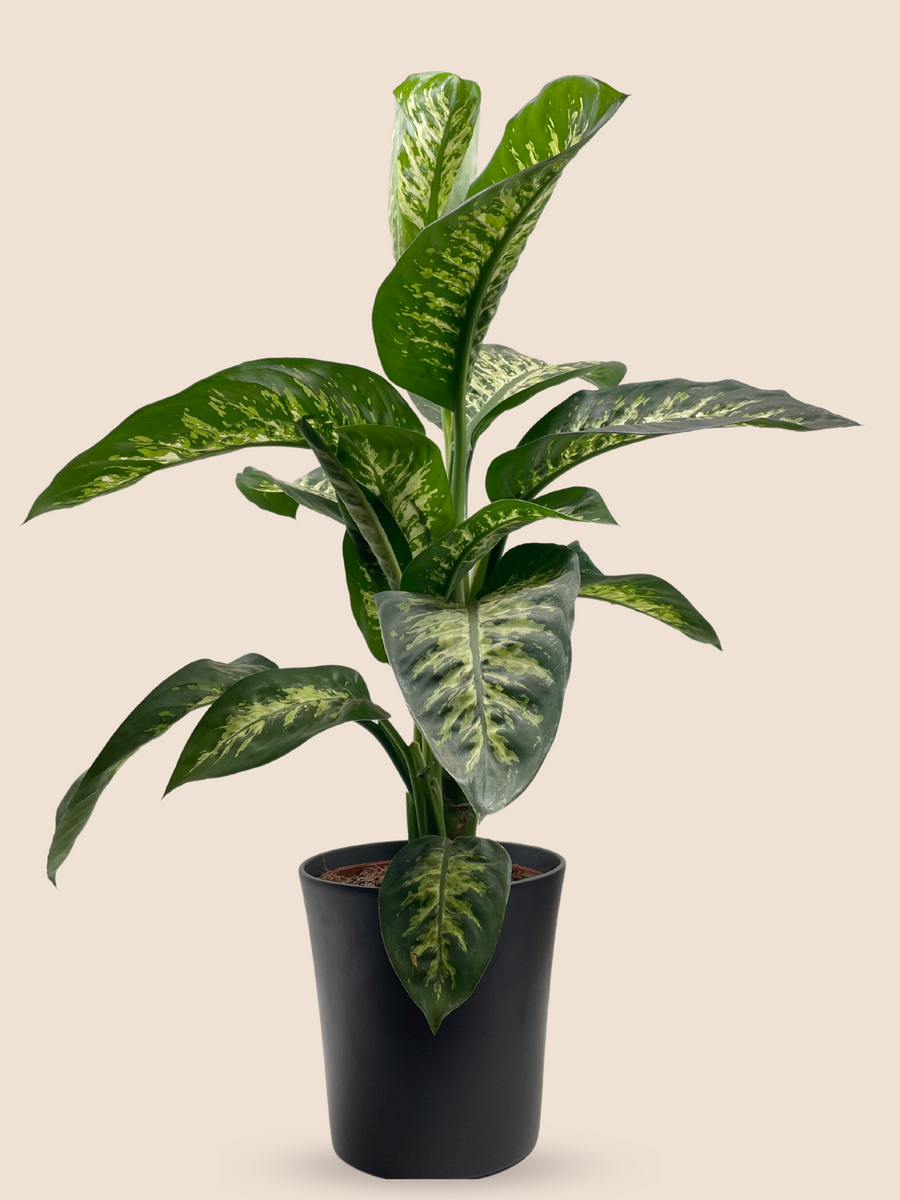 80CM AND Ø21CM / BLACK CERAMIC POT
