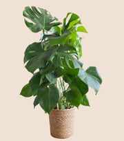 75CM AND Ø21CM / BASKET