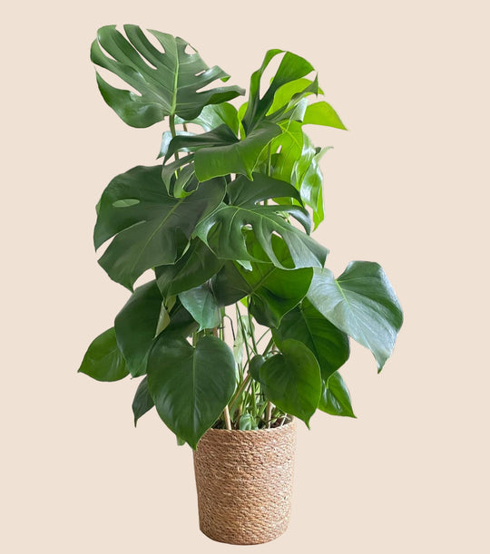 75CM AND Ø21CM / BASKET