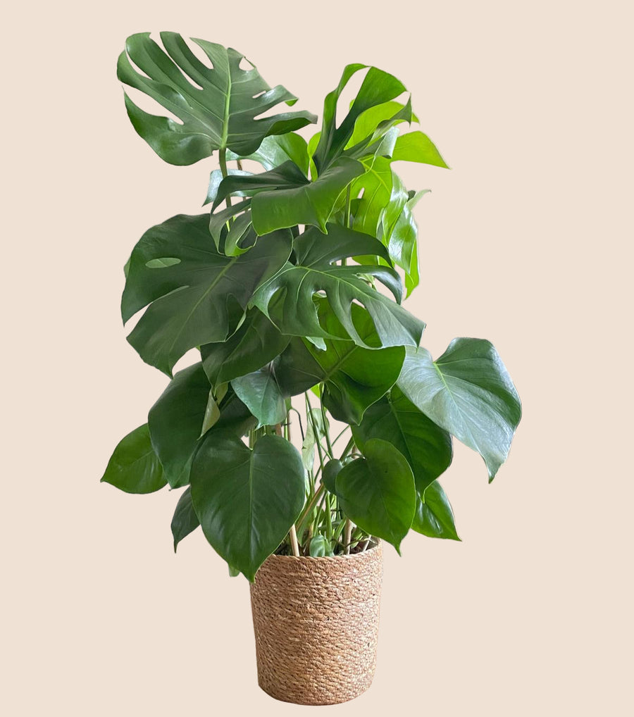 75CM AND Ø21CM / BASKET