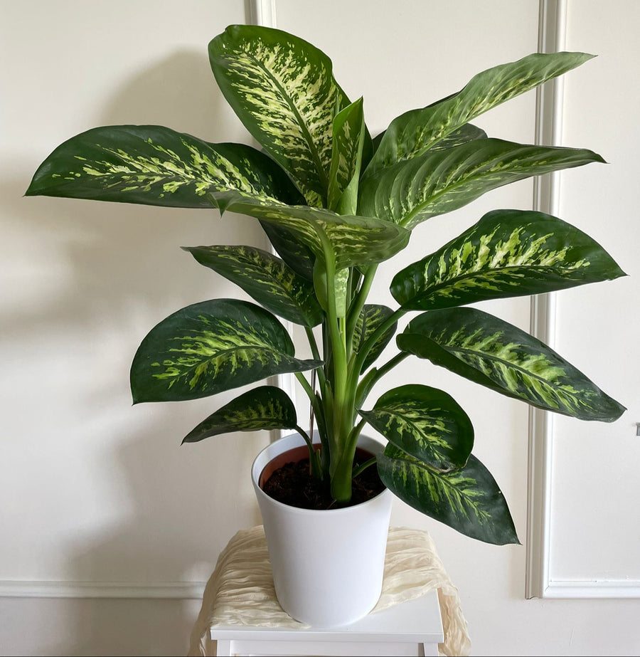 80CM AND Ø21CM / WHITE CERAMIC POT