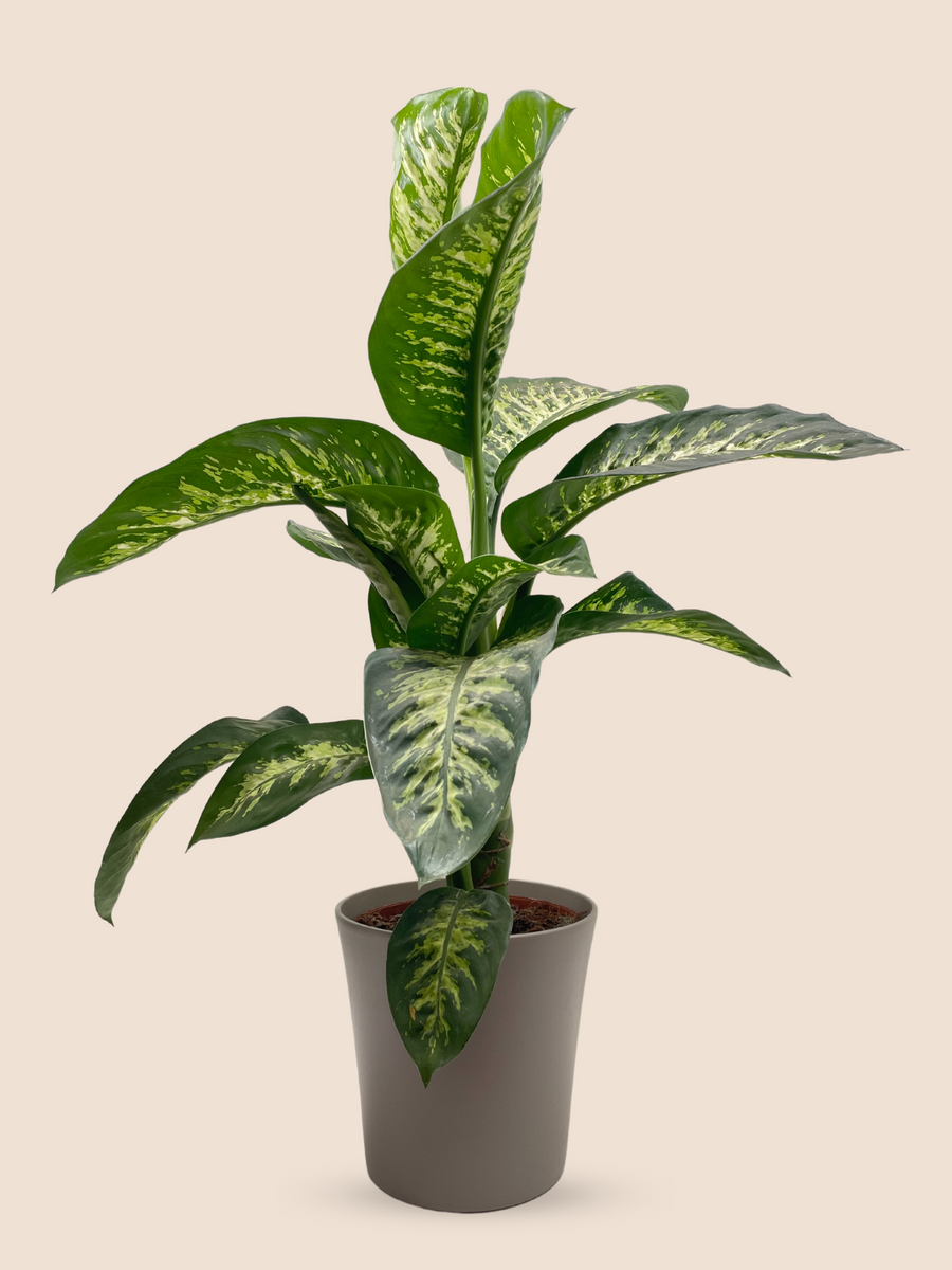 80CM AND Ø21CM / TAUPE CERAMIC POT