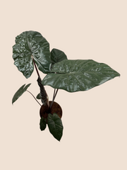 ALOCASIA YUCATAN PRINCESS - Ella Plants