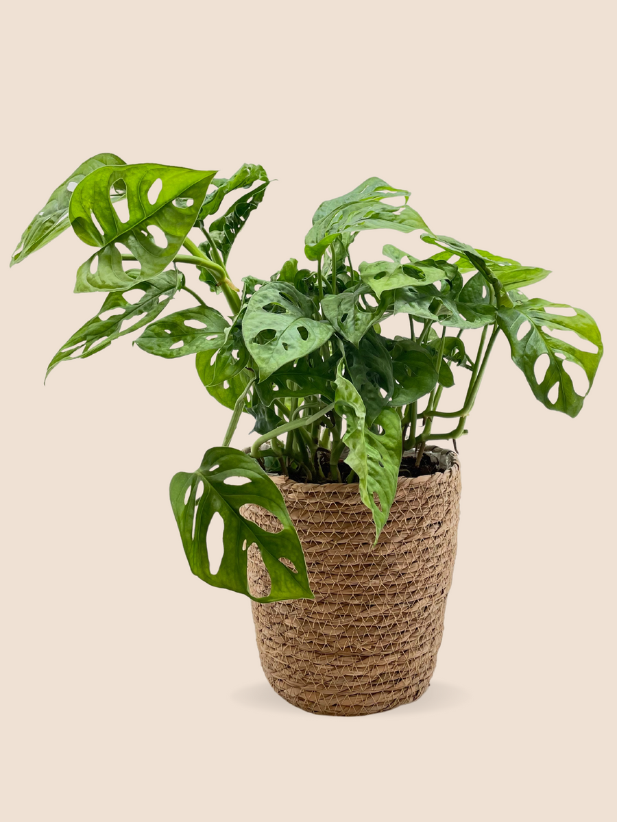 50CM AND Ø17CM / BASKET