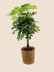 85CM AND Ø21CM / BASKET