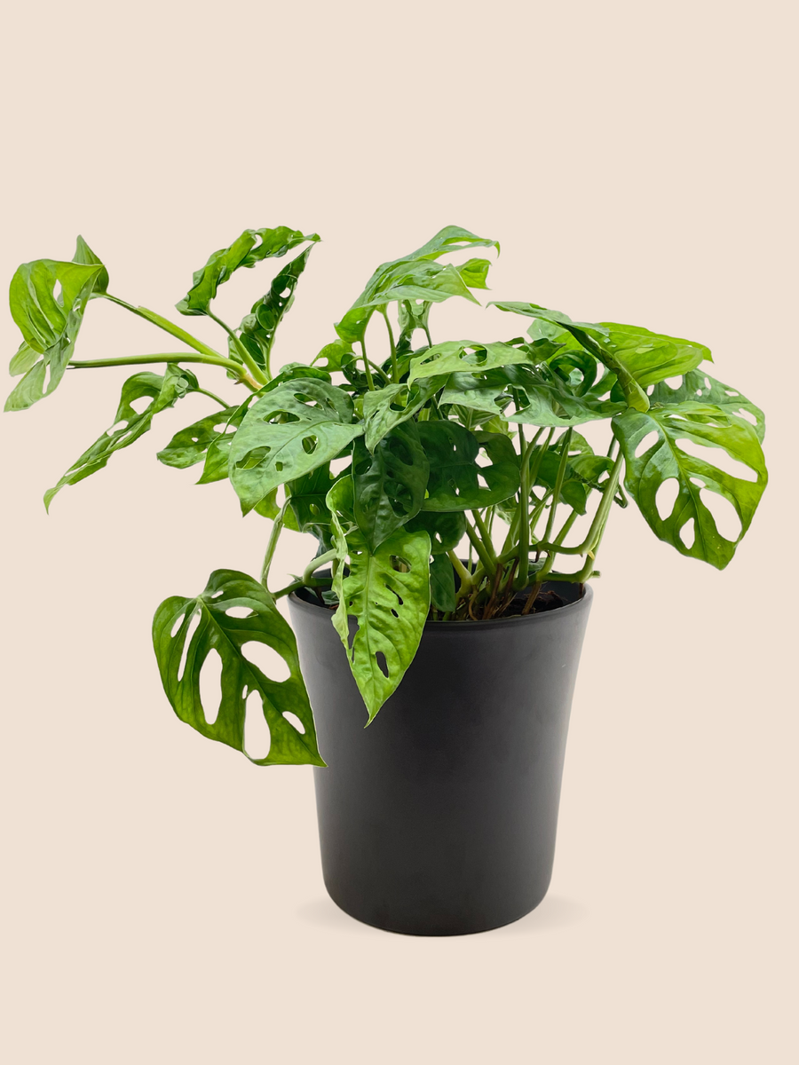 50CM AND Ø17CM / BLACK CERAMIC POT