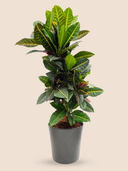 60CM AND Ø21CM / BLACK CERAMIC POT