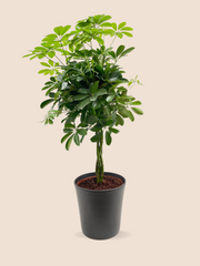 85CM AND Ø21CM / BLACK CERAMIC POT
