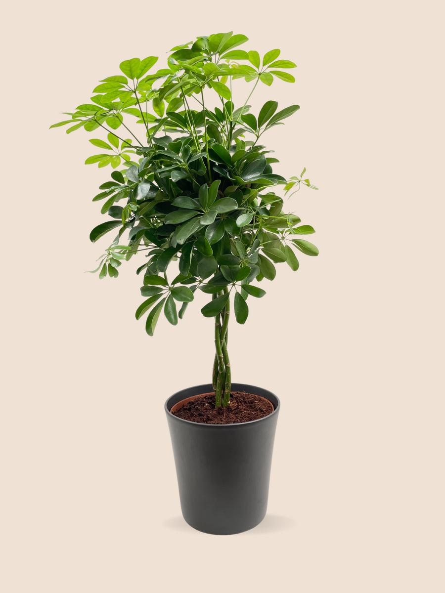 85CM AND Ø21CM / BLACK CERAMIC POT