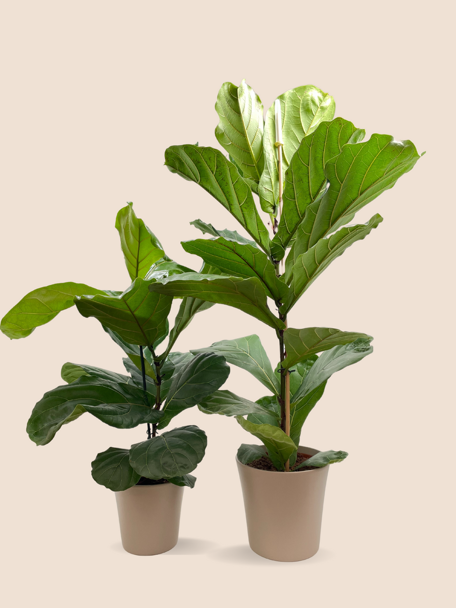 FICUS LYRATA - Ella Plants