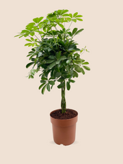 85CM AND Ø21CM / STANDARD