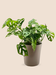 50CM AND Ø17CM / TAUPE CERAMIC POT