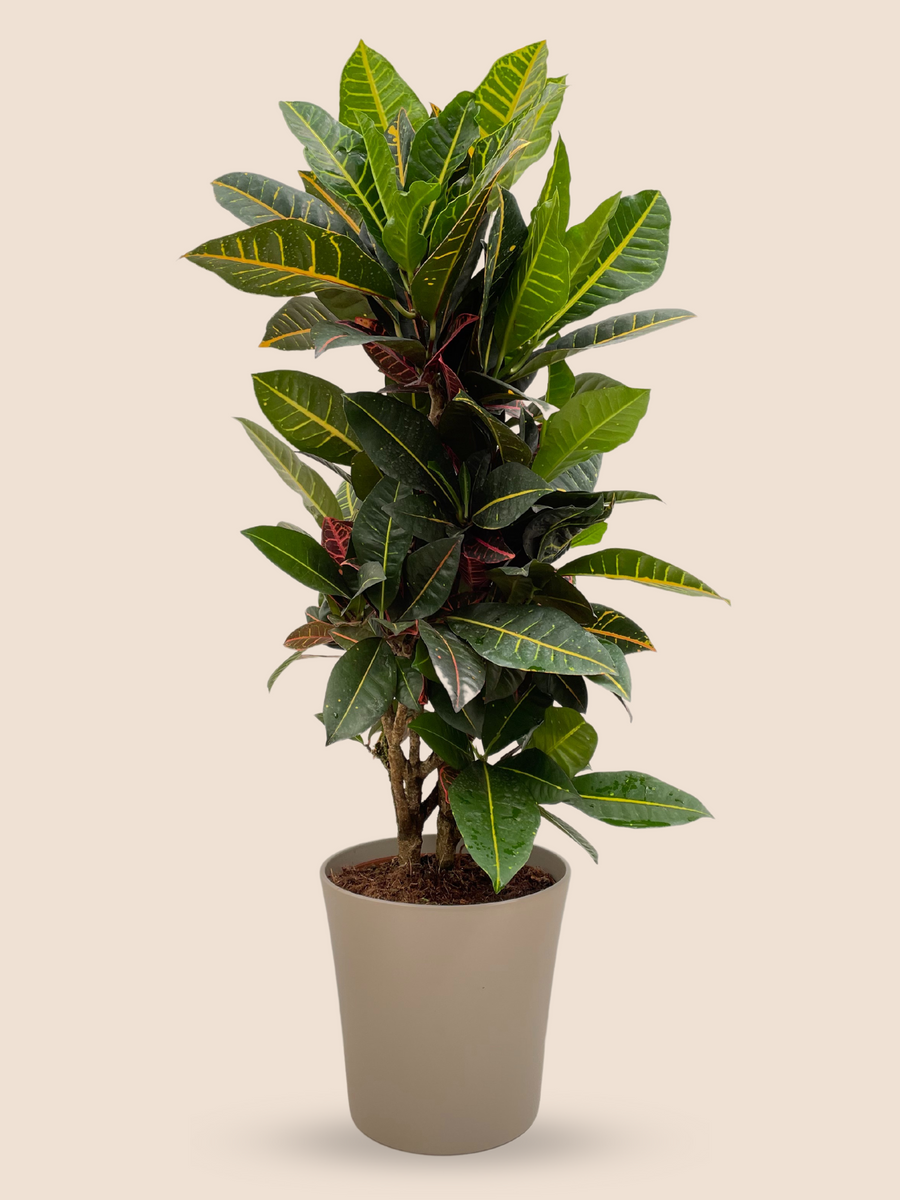 60CM AND Ø21CM / TAUPE CERAMIC POT