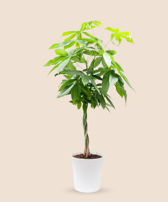 90CM Ø 21CM / WHITE CERAMIC POT