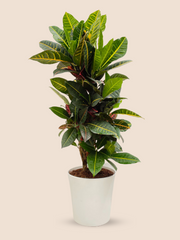 60CM AND Ø21CM / WHITE CERAMIC POT