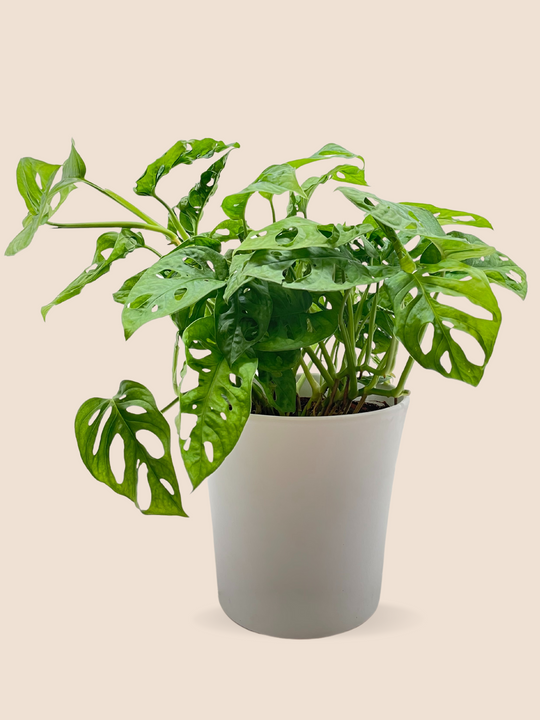 50CM AND Ø17CM / WHITE CERAMIC POT
