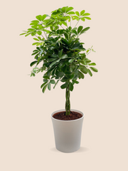 85CM AND Ø21CM / WHITE CERAMIC POT